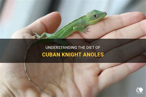 Understanding The Diet Of Cuban Knight Anoles | PetShun