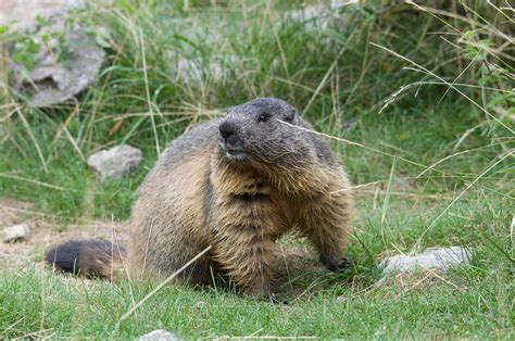 Alpine Marmots - PentaxForums.com