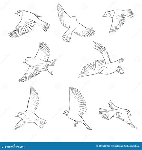 Vector flying bird stock vector. Illustration of robin - 150662257