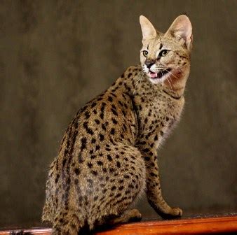 Savannah Cat Pictures