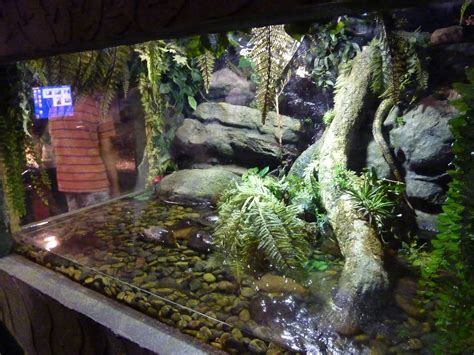 Caiman lizard enclosure - ZooChat