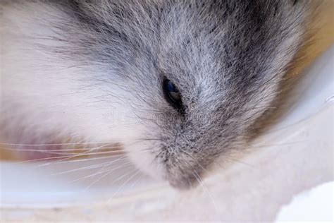 Campbell`s dwarf hamster stock image. Image of furry - 195402199