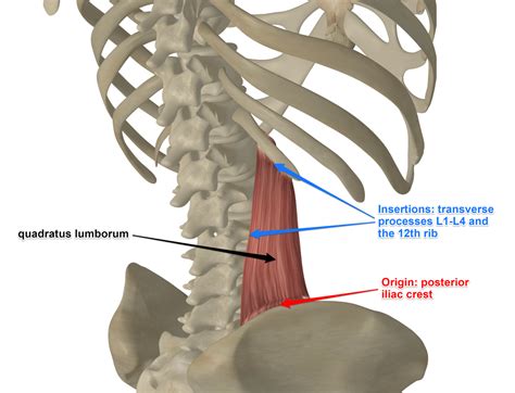 Quadratus Lumborum (QL) - Anatomy of the Muscle for Yoga