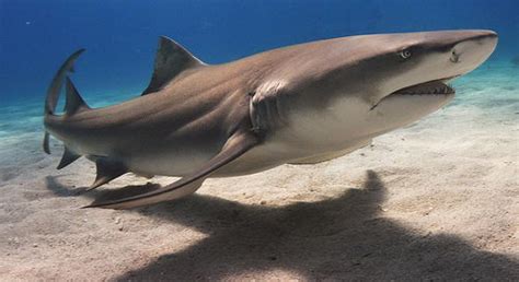 Lemon Shark Facts | Lemon Shark Diet & Habitat
