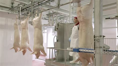 Veterinarian Doctor Examining Pigs At A Pig Farm. Intensive Pig Farming ...