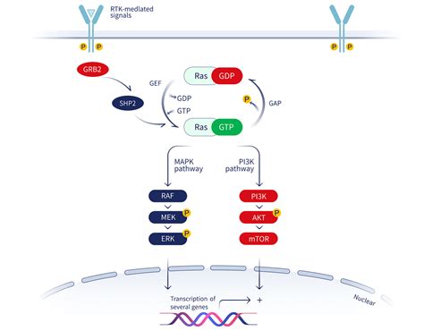 KRAS G12C Inhibitor | Jacobio Pharam