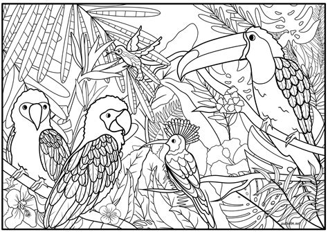 Rainforest Birds Coloring Pages