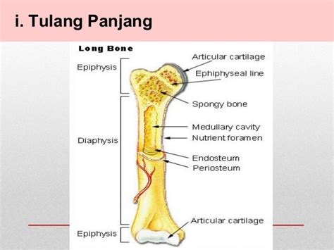 Anatomi Tulang Panjang Viral Update - Riset