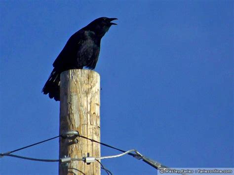 Wesley's Backyard Birds : American Crow