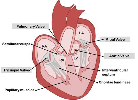 Tricuspid Valve - Definition, Location, Function and Structure