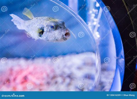 Puffer stock image. Image of delicacy, tasty, aquariums - 130616209