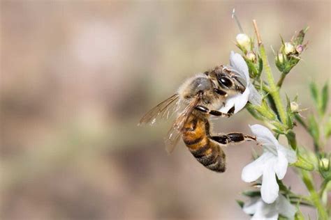 Italian Honey Bees: The Most Popular Among Beekeepers - Minneopa Orchards