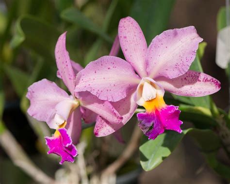 Cattleya | Orchid Care, Growing Tips & Varieties | Britannica