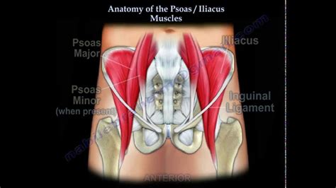 Anatomy Of The Psoas & Iliacus Muscles - Everything You Need To Know ...