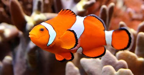 Ocellaris Clownfish | The Animal Facts | Appearance, Diet, Habitat, Range