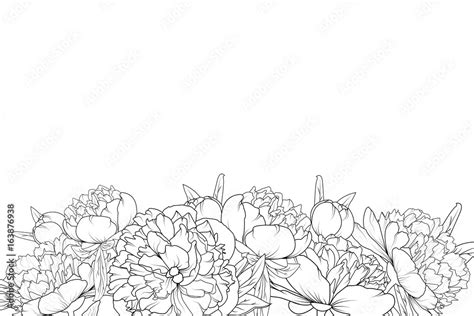 Peony spring summer flowers shrub bloom blossom black and white detailed outline sketch drawing ...