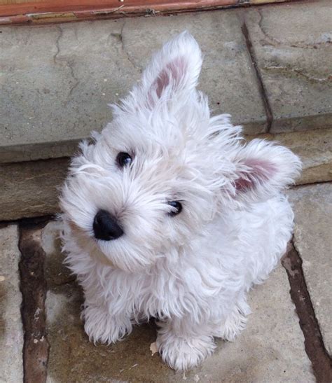 Creately: Cool Teacup Westie Puppies For Sale 2022