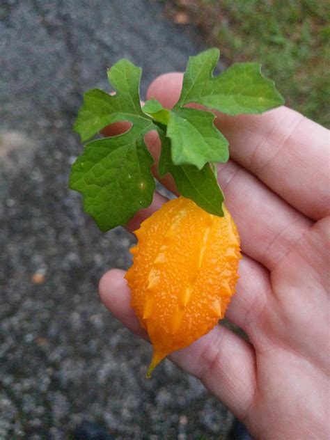 Here's the fruit of a vine growing on my neighbor's fence in central florida. I've seen people ...