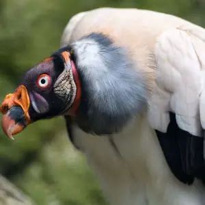 King Vulture - Facts, Diet, Habitat & Pictures on Animalia.bio