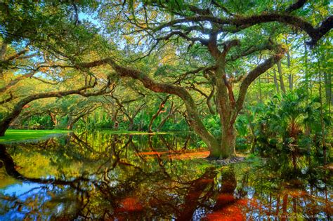 Oak Trees at Fish Eating Creek Palmdale Florida | HDR Photography by ...