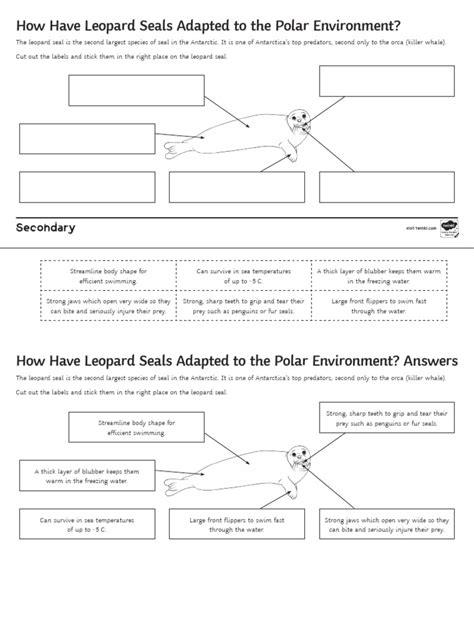 Leopard Seal Adaptations Activity Sheet | PDF