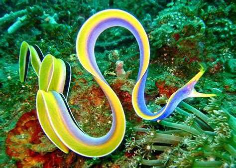 The ribbon eel (Rhinomuraena quaesita), also known as the leaf-nosed moray eel or bernis eel, is ...