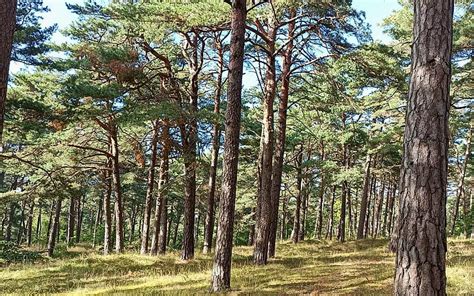 Bosque en ventspils, letonia, letonia, naturaleza, pinos, bosque, Fondo de pantalla HD | SmartResize