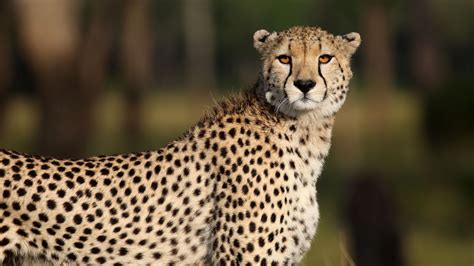 Cheetah Big Cat Predator Wildlife Animal Stare Look Blur Background 4K ...