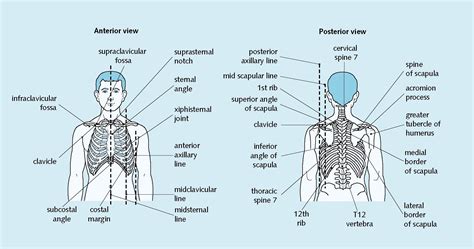 Unsupported Browser | Scapula, Scapular, Border