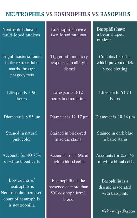 Difference Between Neutrophils Eosinophils and Basophils | Structure ...