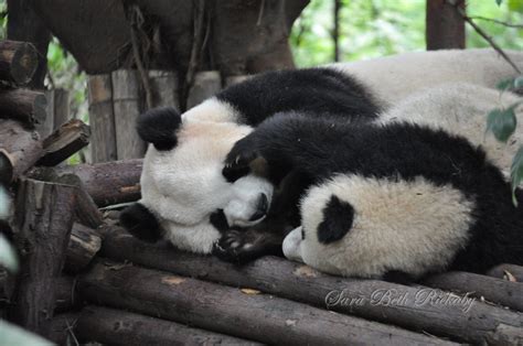 Baby Panda Hugging Mama Panda Photo