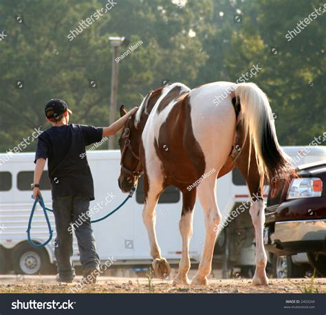 Young Boy Leading His Horse Stock Photo 2403244 : Shutterstock