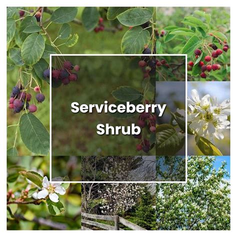 How to Grow Serviceberry Shrub - Plant Care & Tips | NorwichGardener