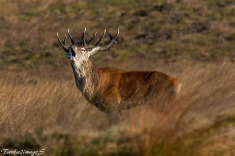 Peak District | Wildlife, Peak district, Animals