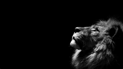 Lion Of Judah Wallpapers (63+ images)