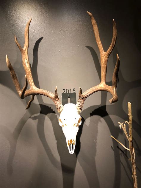 European Deer Skull Mount w/year