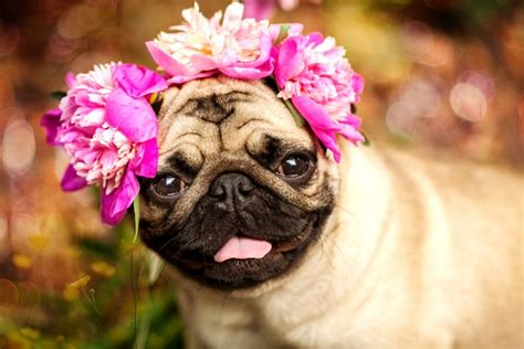 A happy pug puppy dog in the colors of peonies. Pug at a party at a picnic – Salix & Co