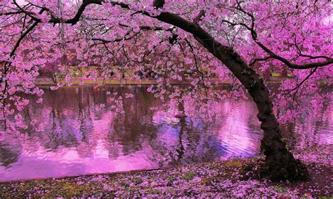 Sakura Tree Reflected in Pond 2K wallpaper download