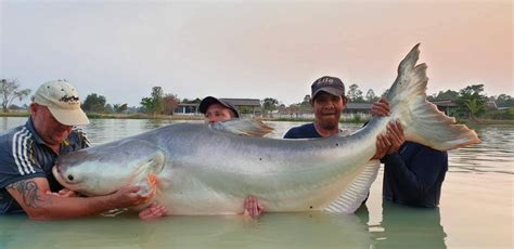 Thai Freshwater Fish Species at Leks Fishing Lake Udon Thani - Lek's Fishing Park Udon Thani ...