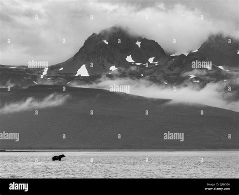 Coastal brown bear and hallo bay hi-res stock photography and images - Alamy