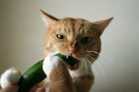 Are Cats Scared of Cucumber? - Purrfect Love