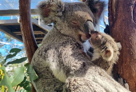 Newborn Baby Koalas