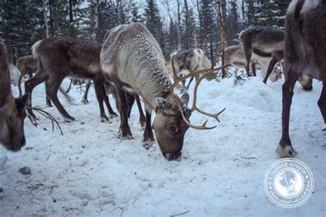 The Culture of Sami Reindeer Herding in Finnish Lapland