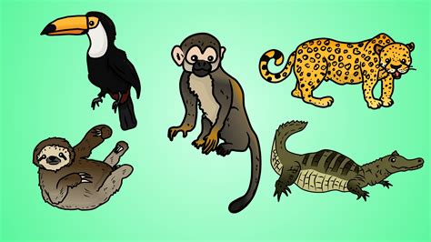 Tropical Rainforest Animals Drawing Draw A Rainforest Drawings | Images and Photos finder