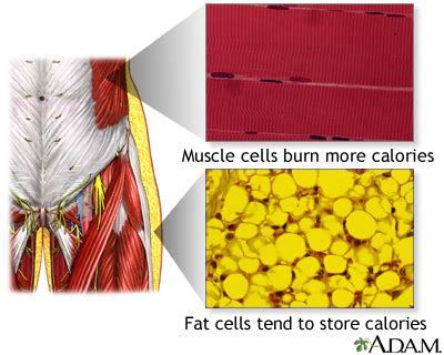 Muscle cells vs. fat cells: MedlinePlus Medical Encyclopedia Image