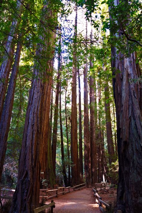 Trail through giant forest trees - Landscape - Photo.net