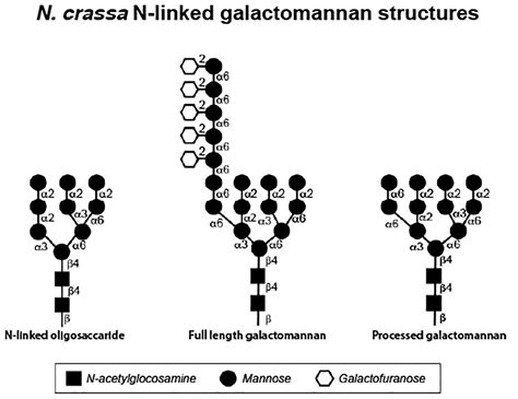 Frontiers | The Genetics and Biochemistry of Cell Wall Structure and Synthesis in Neurospora ...