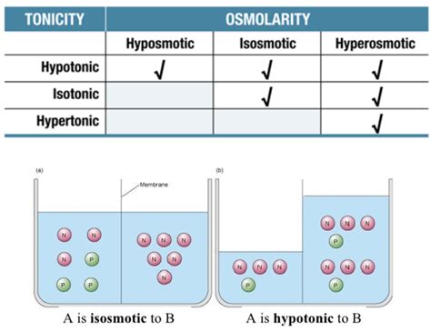 Solved A is isosmotic to B A is hypotonic to B | Chegg.com