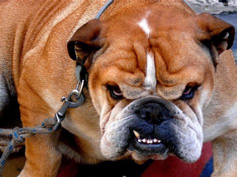 Perro Agresivo - Bulldog Ingles | AnimaLandia | Pinterest