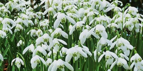 Snowdrop Gardens, snowdrop walks, woods, where to see near me - Great ...